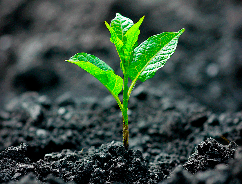 Une très jeune plante poussant sur une terre noire et riche, dans un champ